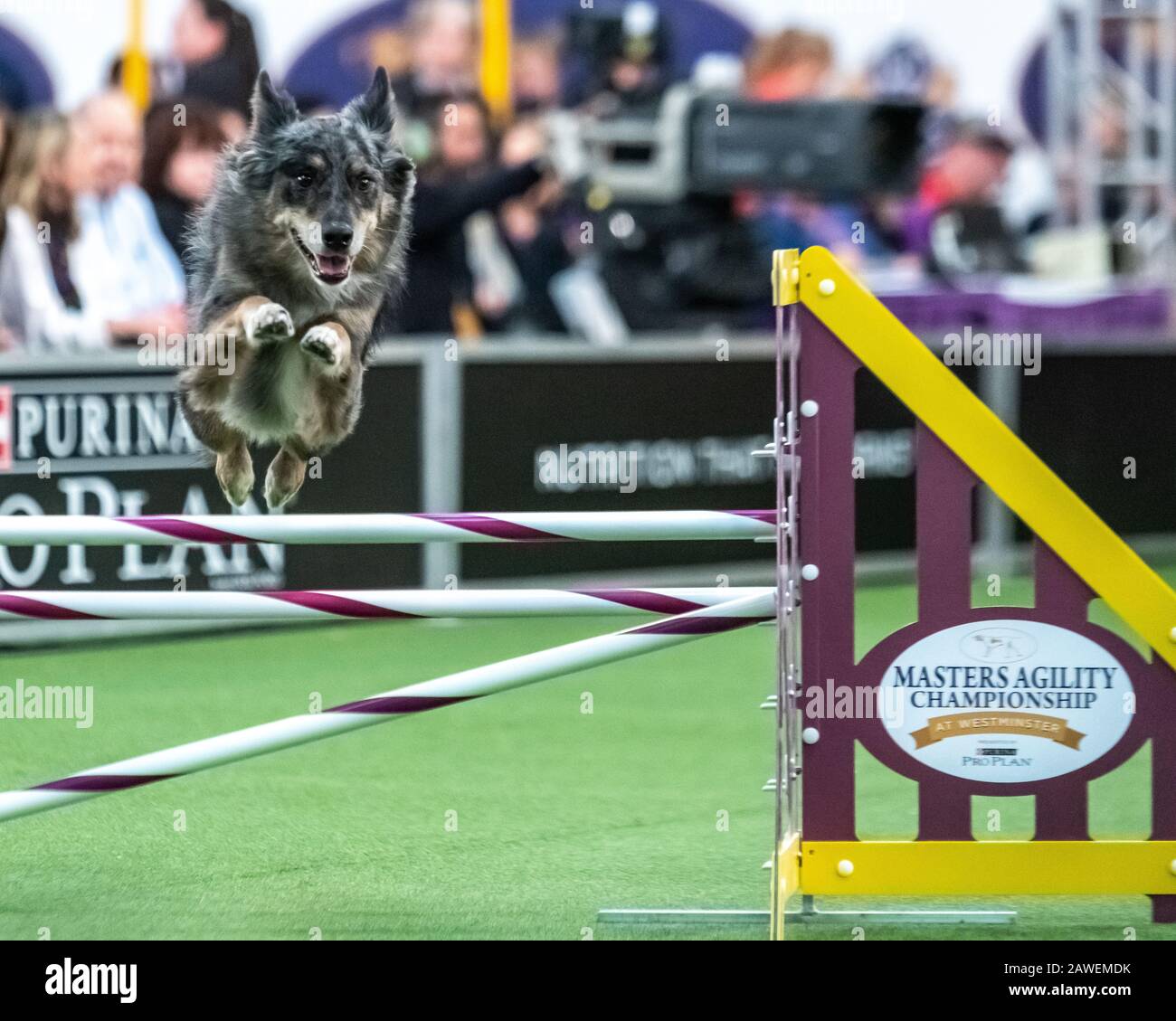 New York, USA. 8th Feb, 2020. Cote, an All American Dog, clears an obstacle during the qualifying round of The Westminster Kennel Club Dog show Masters Agility Championship in New York city. Credit: Enrique Shore/Alamy Live News Stock Photo