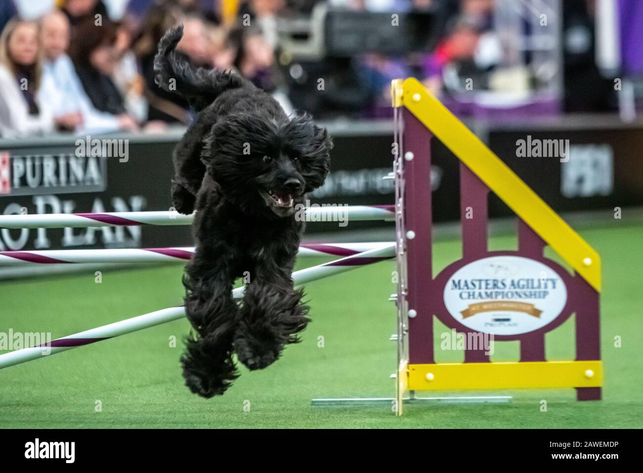 New York, USA. 8th Feb, 2020. Baco, a Portuguese Water Dog, clears an obstacle during the qualifying round of The Westminster Kennel Club Dog show Masters Agility Championship in New York city. Credit: Enrique Shore/Alamy Live News Stock Photo