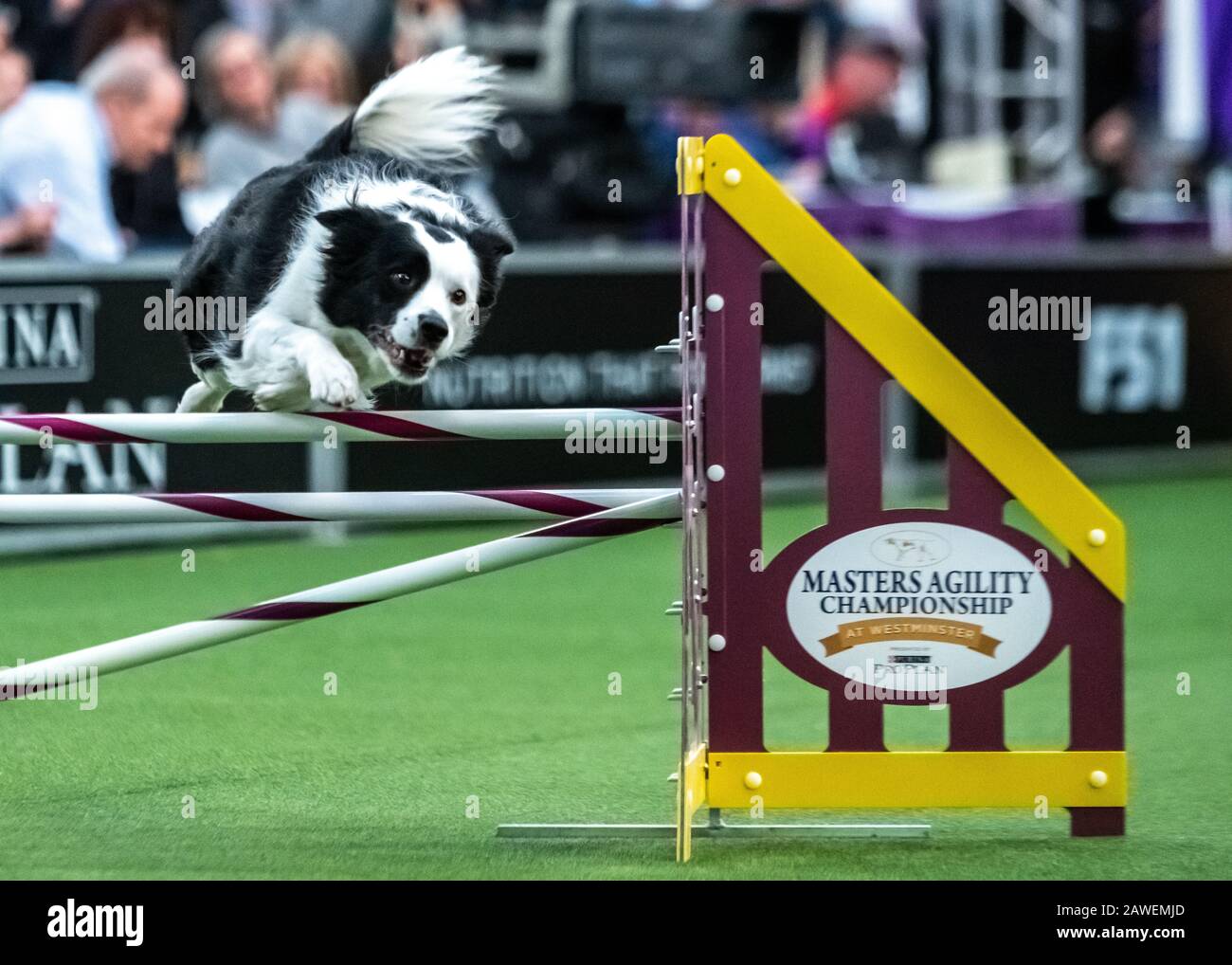 border collie obstacle course 2018