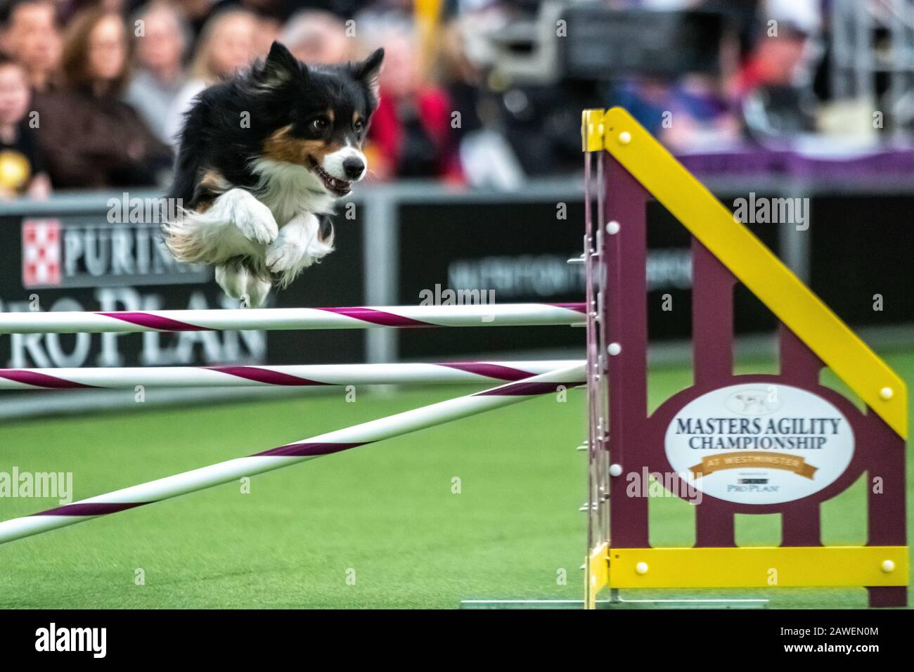 New York, USA. 8th Feb, 2020. Jockey, an Australian Shepherd, clears an obstacle during the qualifying round of The Westminster Kennel Club Dog show Masters Agility Championship in New York city. Credit: Enrique Shore/Alamy Live News Stock Photo