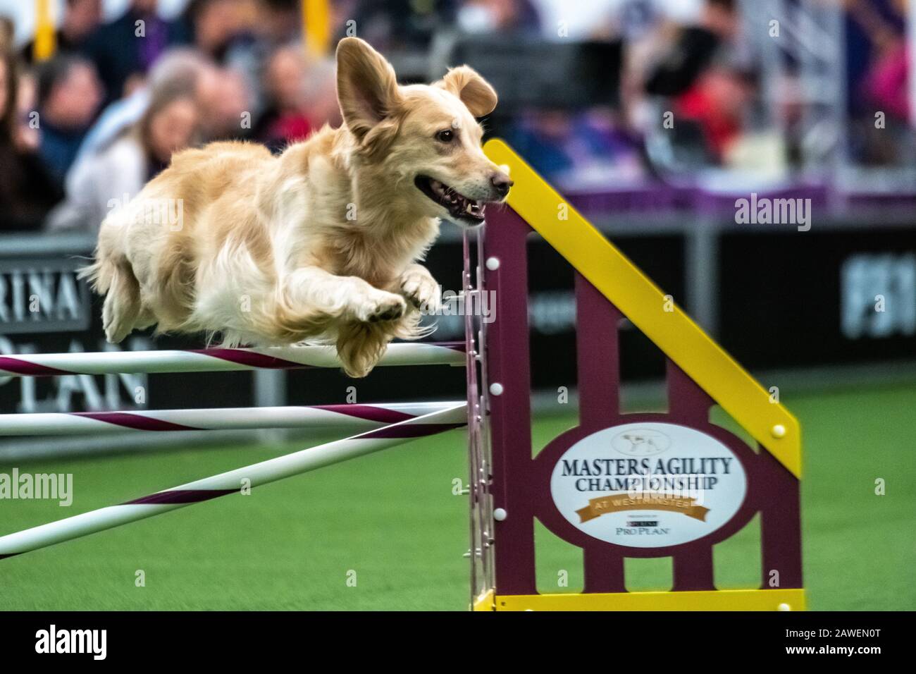 New York, USA. 8th Feb, 2020. Jet, a Golden Retriever, clears an obstacle during the qualifying round of The Westminster Kennel Club Dog show Masters Agility Championship in New York city. Credit: Enrique Shore/Alamy Live News Stock Photo