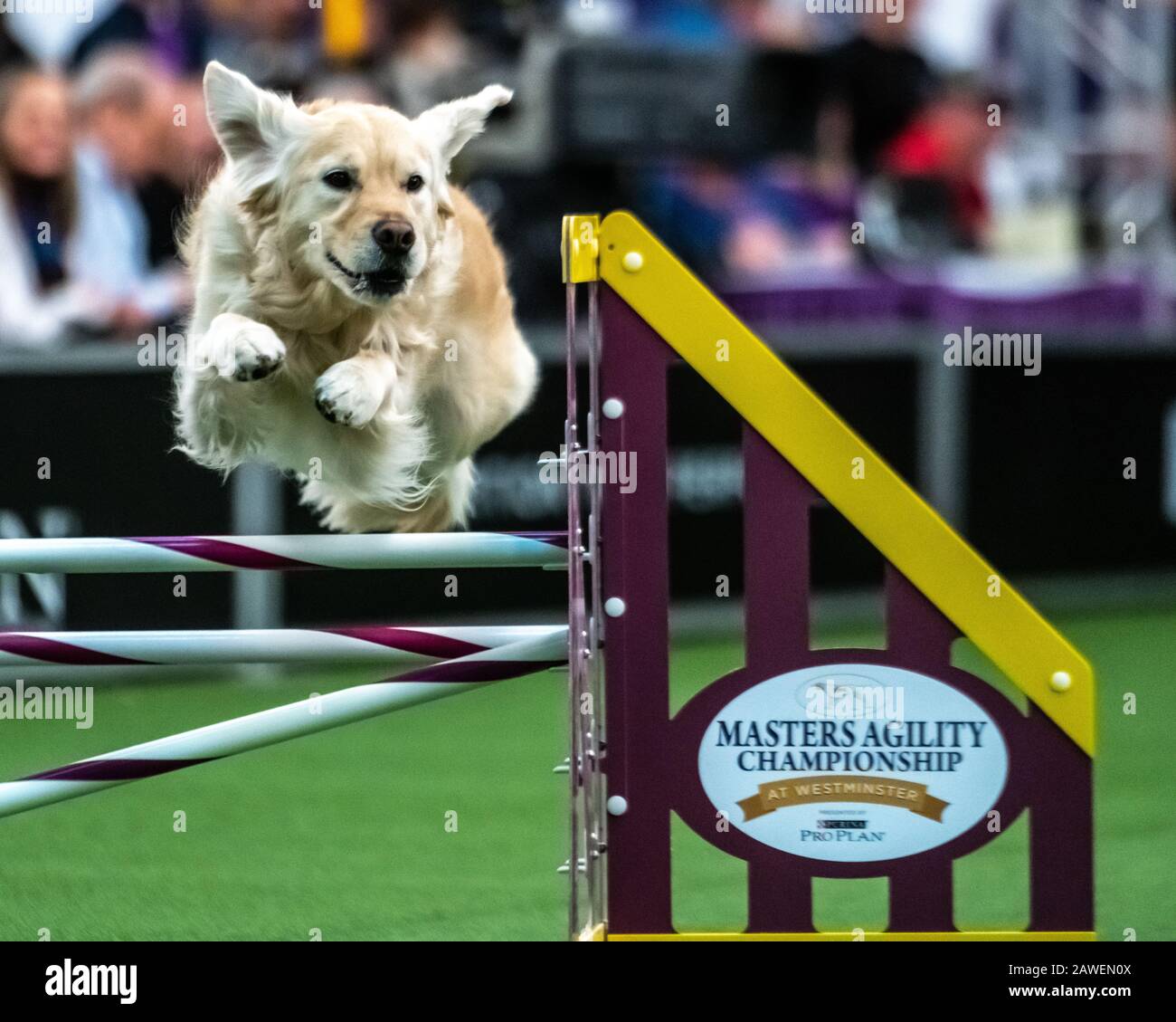 New York, USA. 8th Feb, 2020. Maui, a Golden Retriever, clears an obstacle during the qualifying round of The Westminster Kennel Club Dog show Masters Agility Championship in New York city. Credit: Enrique Shore/Alamy Live News Stock Photo