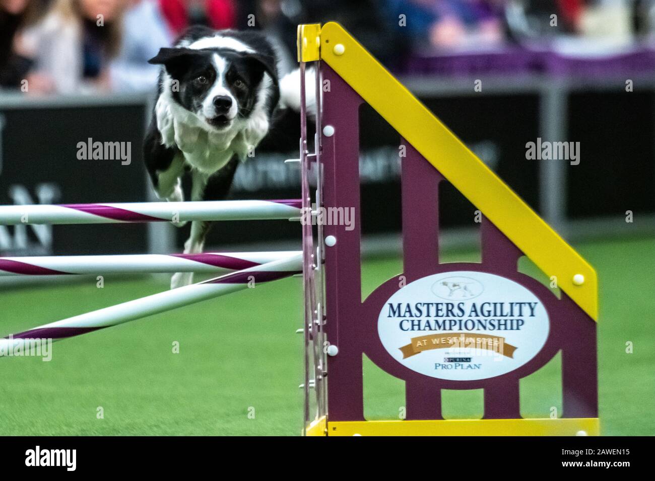 New York, USA. 8th Feb, 2020. Whit, a Border Collie, clears an obstacle during the qualifying round of The Westminster Kennel Club Dog show Masters Agility Championship in New York city. Credit: Enrique Shore/Alamy Live News Stock Photo