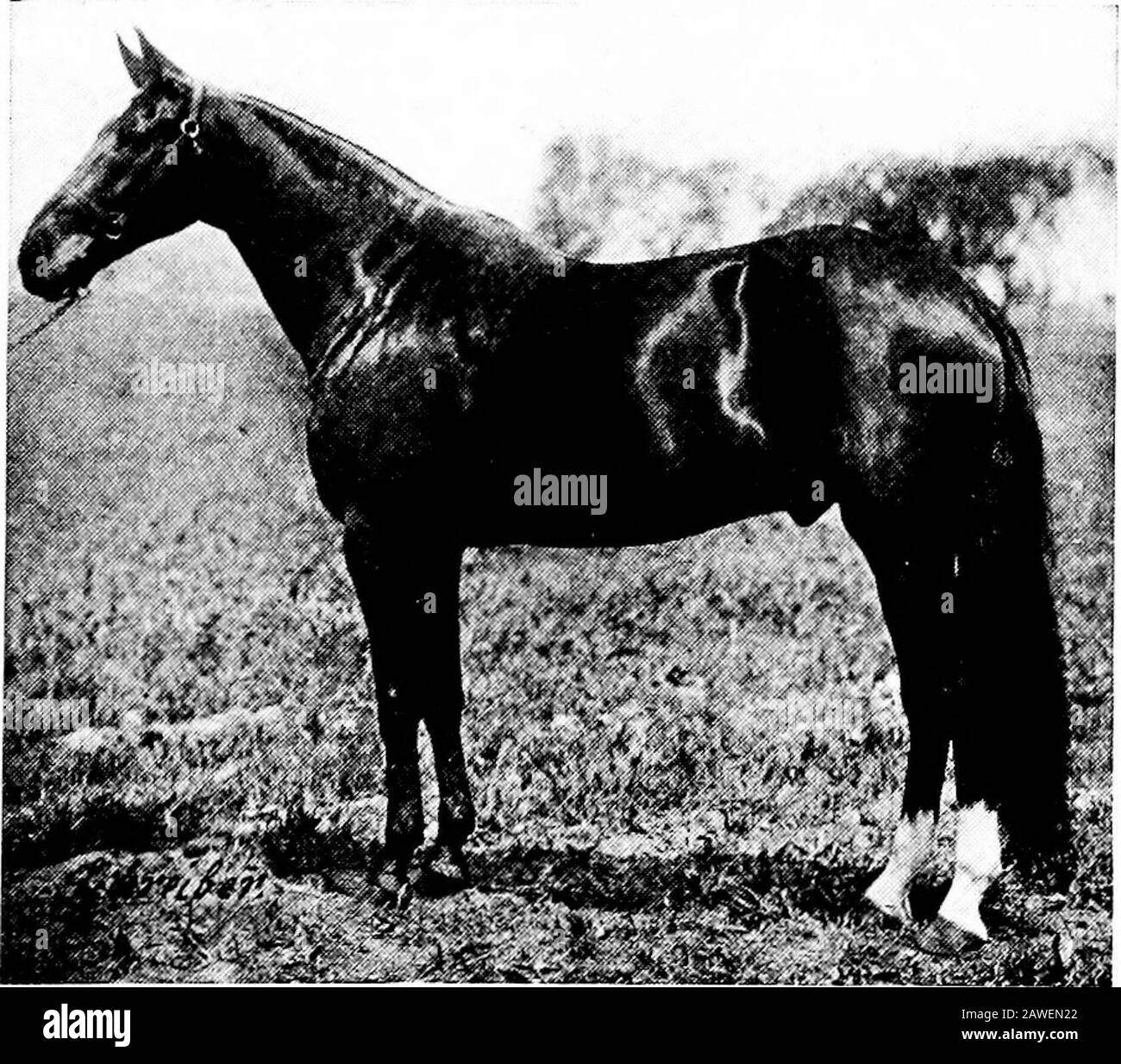 Productive farming . Fig. 156.—A Thoroughbred, Oponsia, the true racing type.. Fig. 157.— American trotter, George G. 248 PRODUCTIVE FARMING Stock Photo