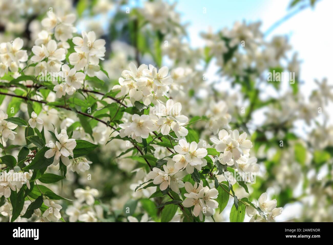 jasmine flowers in sunny day, bokeh Stock Photo