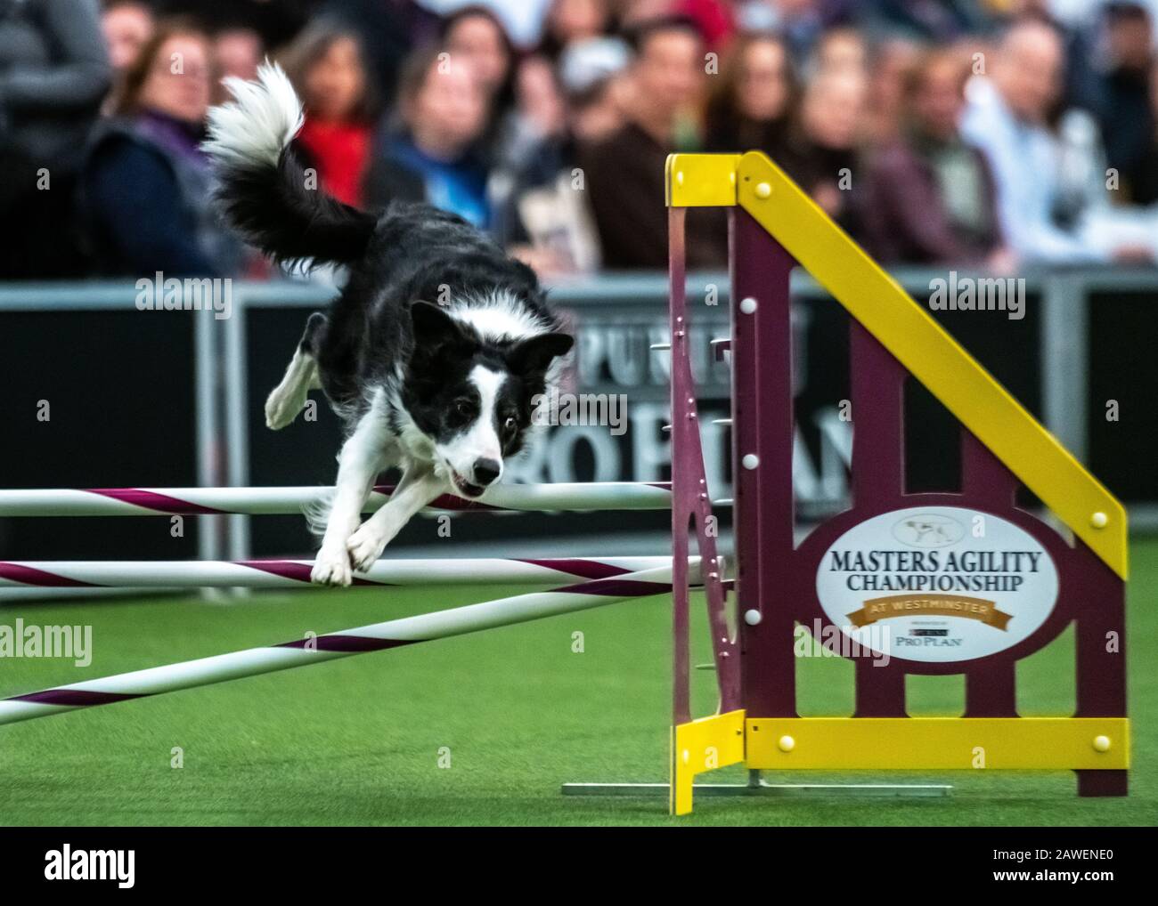 New York, USA. 8th Feb, 2020. Trick, a Border Collie, clear an obstacle  during the qualifying round of The Westminster Kennel Club Dog show Masters  Agility Championship in New York city. Credit: