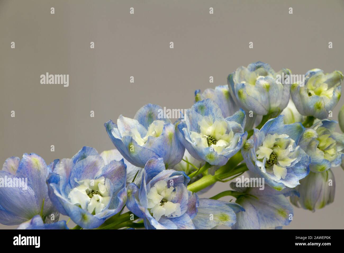 Close-up of a blooming white-blue delphinium against a light gray wall, greeting or festive concept Stock Photo