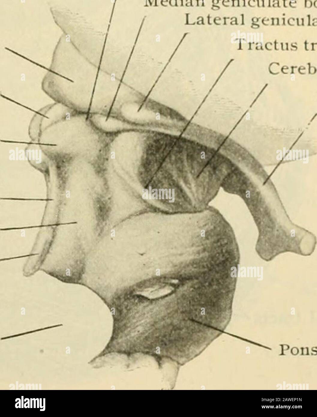 Human anatomy, including structure and development and practical considerations . hat winds over themedian border and ventral surface of the peduncle, passes upward and outward acrossthe lateral surface of the mid-brain, to be lost in the vicinity of the medial geniculatebody. The depressed triangular area included between the diverging peduncles is theinterpeduncular fossa, the lioor of which is pierced by numerous minute openingsthat transmit small blood-vessels, and hence is known as the posterior perforatedsubstance. The blunted inferior angle of the fossa, immediately above the pons,corre Stock Photo