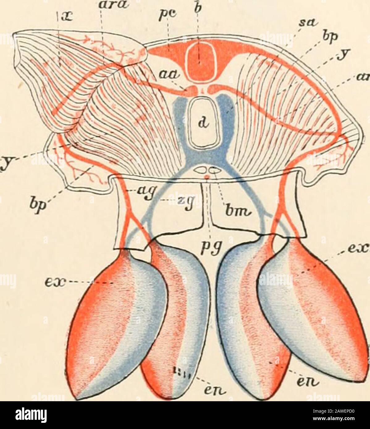 Text-book of comparative anatomy . .lr O.CL FIG. 240.— Diagram of the circulatory system of the Isopoda, seen from the side. The rightthoracic and cephalic walls removed. A part of the intestine (d) cut away (after Delage). Arterialsystem red, venous system blue, nervous system black. a»i, Anterior; an*, posterior antemue ;c(b, cephalo-thorax ; II-V1II, 7 free thoracic segments; u-^-a-j, V abdominal segments; br, gills(pleopoda) ; g, brain ; rl, intestine ; A, heart ; o, ostium of the heart ; pc, pericardium ; mi, anterioraorta ; la, lateral arteries ; t, thoracic arteries ; ha, hepatic artery Stock Photo
