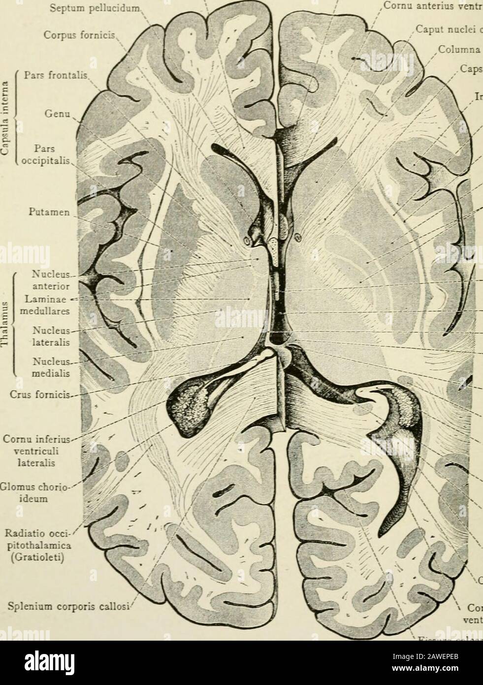 The anatomy of the nervous system, from the standpoint of development and  function . cus medialis - N. vagus Fig. 190.—Frontal section of the human  brain through the splenium of the corpus