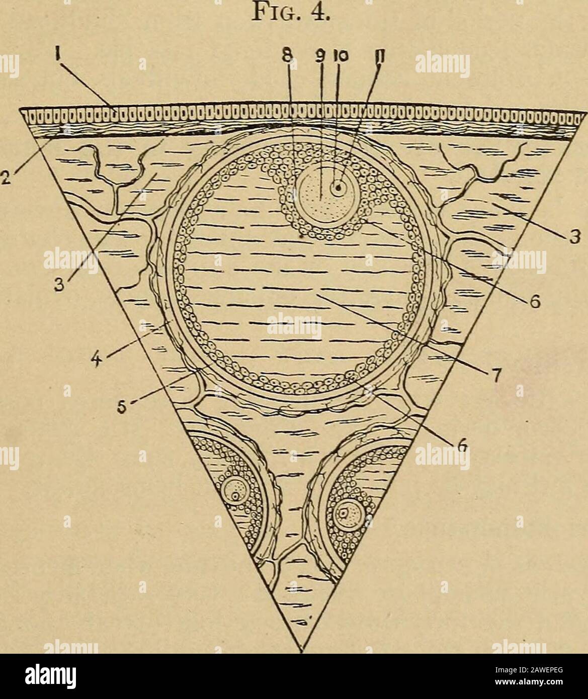 Tunica fibrosa hires stock photography and images Alamy