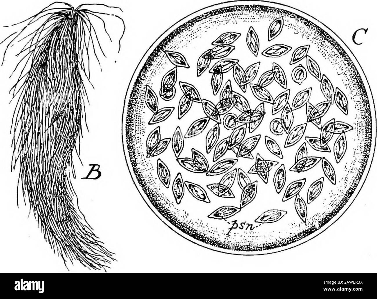 An introduction to the study of the comparative anatomy of animals . A. Fig- 32-A^ a free specimen of Monocystis a^Hs, nu, nucleus. 5, sperm-motber cells adhering to the parasite, i), a free monocystiscovered with ripe spermatozoa, and thus appearing as if coveredwith a coat of long cilia. C, a ripe cyst of Monocystis agiliscontainingnumerouspseudonavicellae/.rff. {A and .5, original;C, after Lankester.) is termed a zygote (Greek C^y^, a yoke, because the twoare yoked or joined together). The zygotes contract intospherical form, and each contributes to the formation of acommon transparent prot Stock Photo