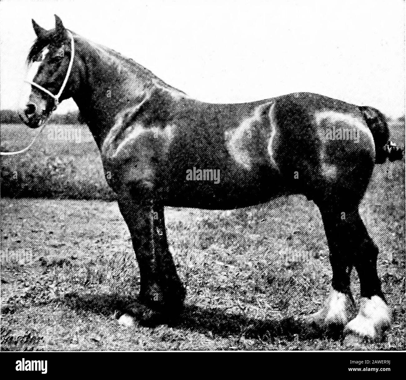 Productive Farming Fig 152 Black Percherons In Harness Large