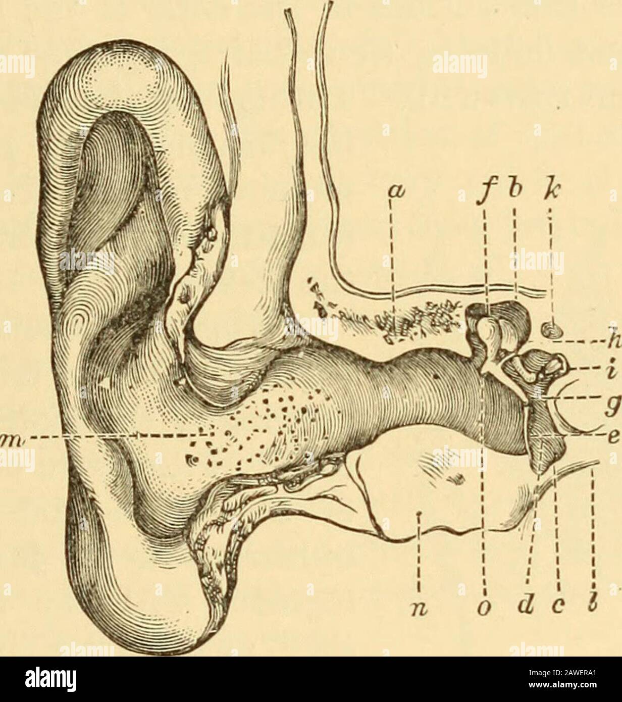 A textbook on diseases of the ear, nose and throat . in partition of