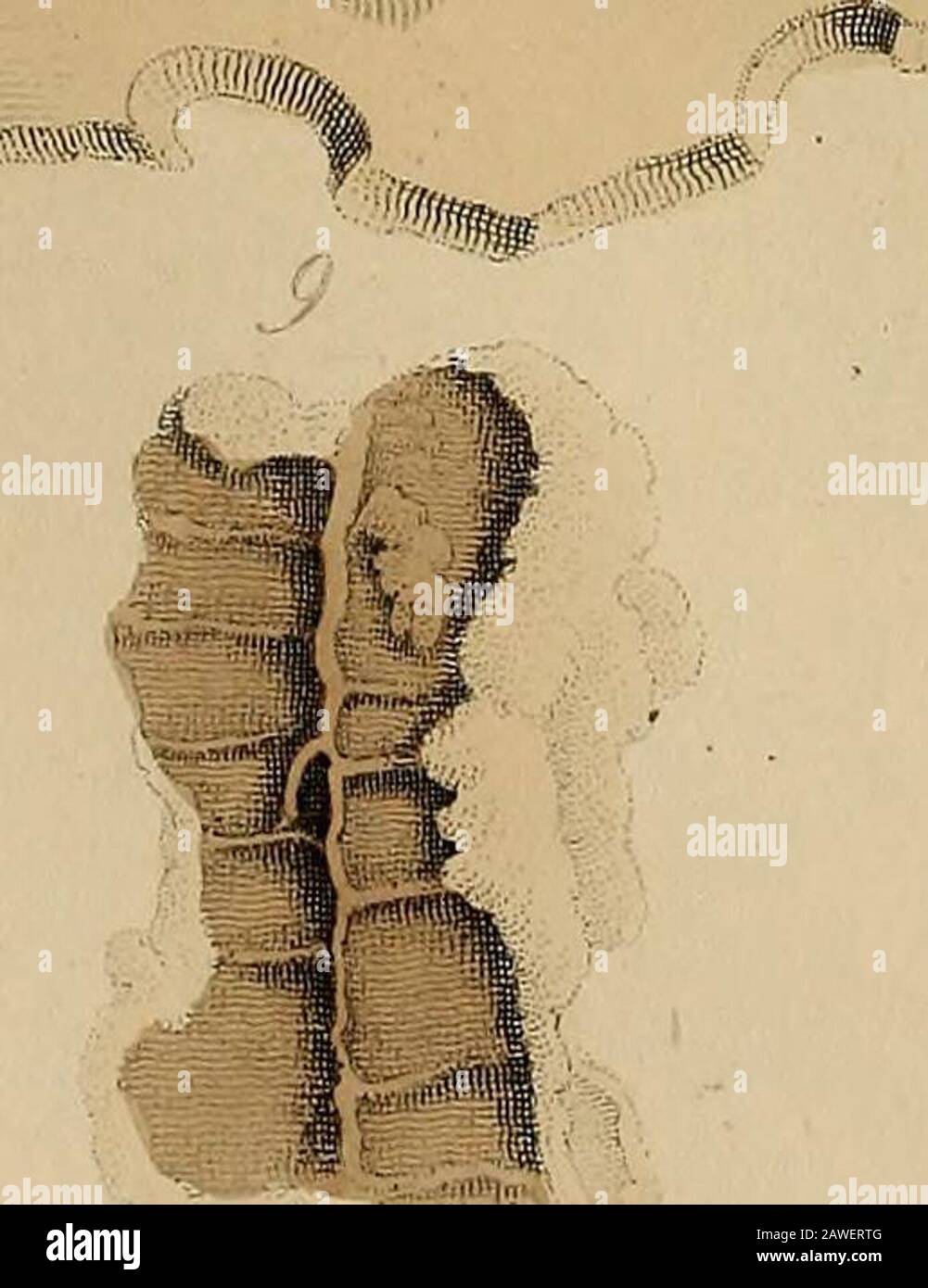 A pictorial atlas of fossil remains, consisting of coloured illustrations selected from Parkinson's "Organic remains of a former world," and Artis's "Antediluvian phytology." . Stock Photo