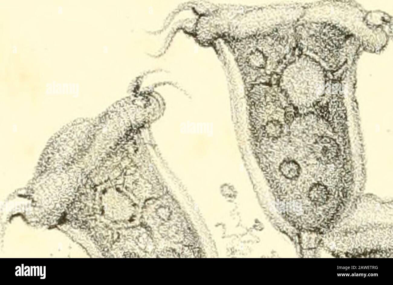 Études physiologiques sur les animalcules des infusions végétales, comparés aux organes élémentaires des végétaux . N &gt; Hou » •: »Ç u Dcsmjk; a fi-/;rcJ ?;«;:;?; j^ sur picrrc /-ar P Lawrent- Lith. l ChnilcpJic.M^r.cii. PL.Xlll. 5=4, yS^y j - s ---v / ? ^re .jd. ^?^ ,/-. T^-^ x«*«^ &gt; y ,0 -4^^, .V ^ f- 5 rf. ^ 1-* -.1 y?^ . i /. ^ ^-i j,^ n - - Stock Photo