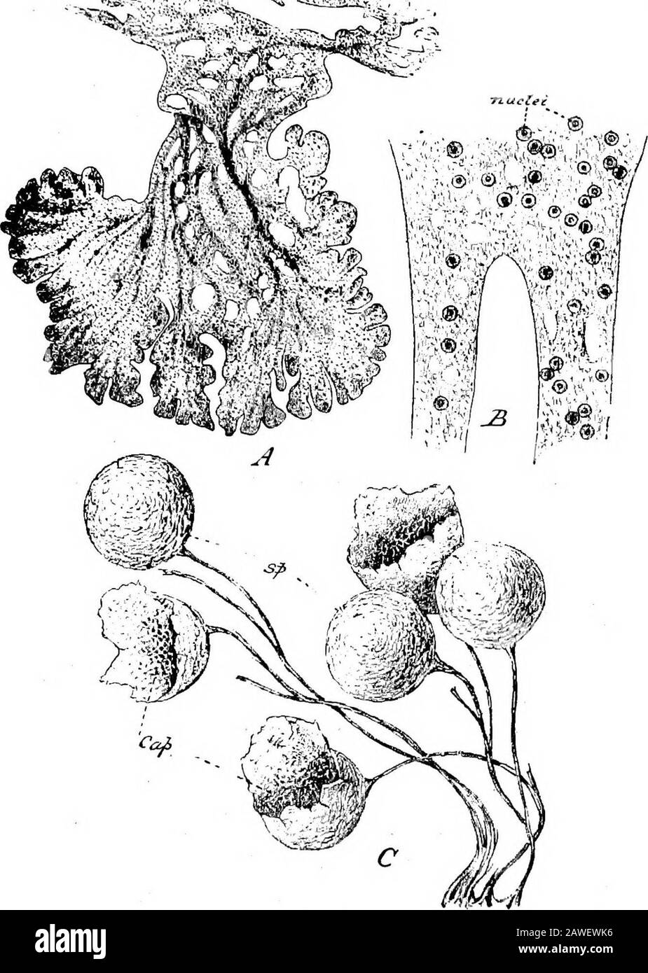 An introduction to the study of the comparative anatomy of animals . ules maybe seen particles of inorganic matter, carbonate of lime, andalso a large number of round nuclei, each of which has anucleolus and an achromatic network to which minutechromatin grains are attached. The plasmodium of Badhamia—or any other Mycetozoon—affords an admirable object forstudying the characteristic streaming movements of proto-plasm. When watched under the microscope the granules ofthe endosarc are seen to be in a constant state of movement,streaming first in one direction, then in another. The move-ment is m Stock Photo