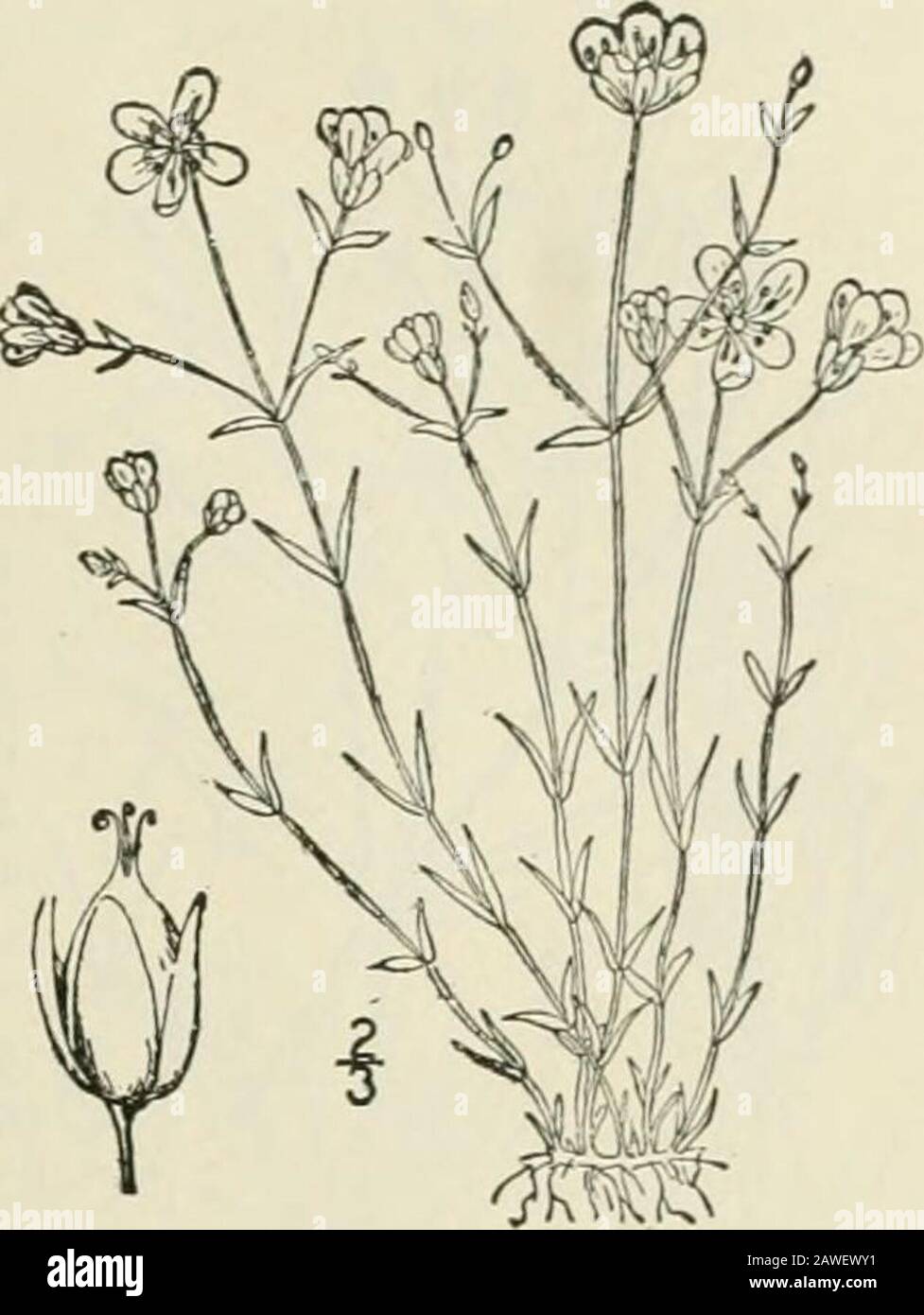 An illustrated flora of the northern United States, Canada and the British possessions : from Newfoundland to the parallel of the southern boundary of Virginia and from the Atlantic Ocean westward to the 102nd meridian; 2nd ed. . the emargi-nate petals and equalling the pod; seeds rough. In open, dry places. Kentucky to Illinois. Minnesota,Kansas, Alabama, Tennessee and Te.xas, April-May. Genus 5. CHICKWEED FAMILY. 57 14. Arenaria groenlandica (Retz) Sprcng.Mountain Sandwort or Starwort. Fig. 1790. SicUaria groenlandica Retz, Fl. Scand. Ed. 2, 107. 1795.Arenaria groenlandica Spreng. Syst. 2: 4 Stock Photo