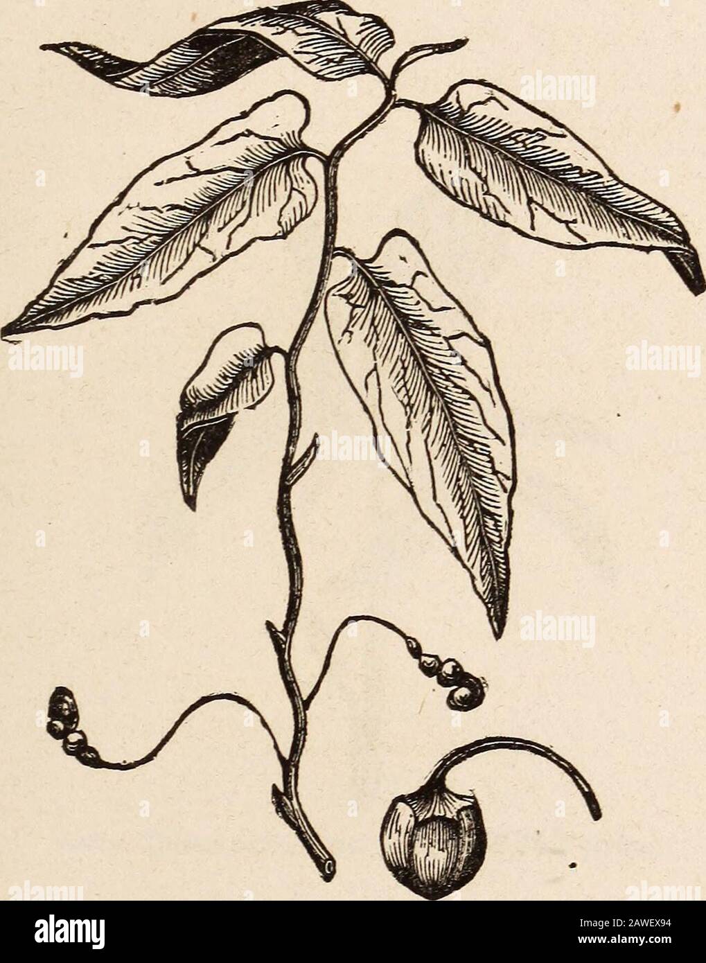 The people's physician; designed as a manual of medicine, expressly for the use of families and individuals ..To which is added a list of synonyms of many common medical plants . AsAEUM Canadexse, (Wild Ginger.) 17. Aristolochia Serpkntaria, (Snake-root.) Stock Photo