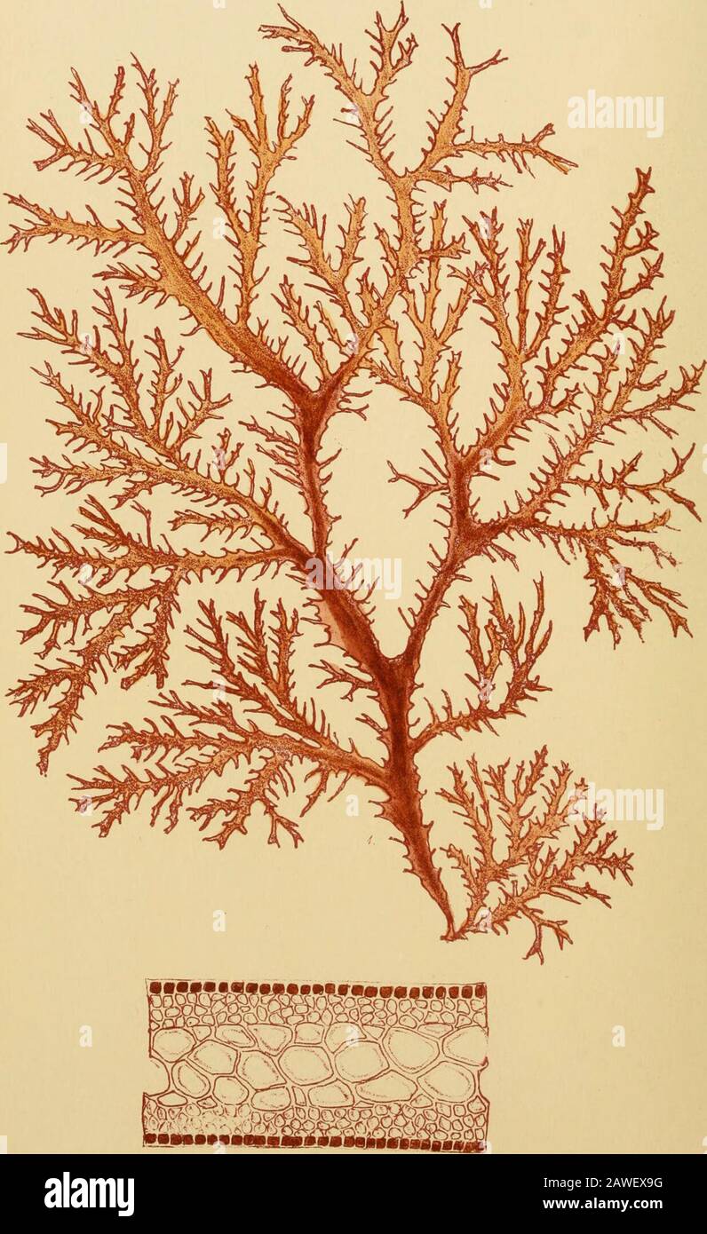 Phycologia australica; or, A history of Australian sea weeds ..and a synopsis of all known Australian Algae .. . rminal cell sharply subulate. Tetra-spores spherical, frequently opposite, sessile on the sides of the ramelli. Colour a clear, deep crimson-lake, well preserved in drying. Substance membra-naceous, but soon softening in fresh-water. The plant closely adheres topaper in drying. A pretty little species of Wrangelia, with the aspect of a smallspecimen of the European W. midtifida, but differing from thatspecies in several essential characters : particularly in the sharp-pointed or muc Stock Photo