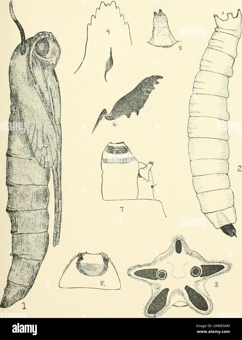 Journal of entomology and zoology . The thoracicdorsum and abdomen are rather light yellowish brown. The pro-notal breathing horns are very conspicuous, dark brown basally,passing into a bright light yellow on the apical third or quarter.The mesonotal praescutum retains its light coloration even in oldpupae and those preserved in alcohol. Length: Total, 6.4-7 mm. Dextro-sinistral wicith at the wing-pad: 1.2-1.3 mm. Dorso-ventral depth at the wing-pad: 1.2-1.6 mm. Larva and pupa described from material preserved at Ithaca,N. Y., on October 15, 1912. JOUENAL OF ENTOMOLOGY AND ZOOLOGY i !, EXPLAN Stock Photo