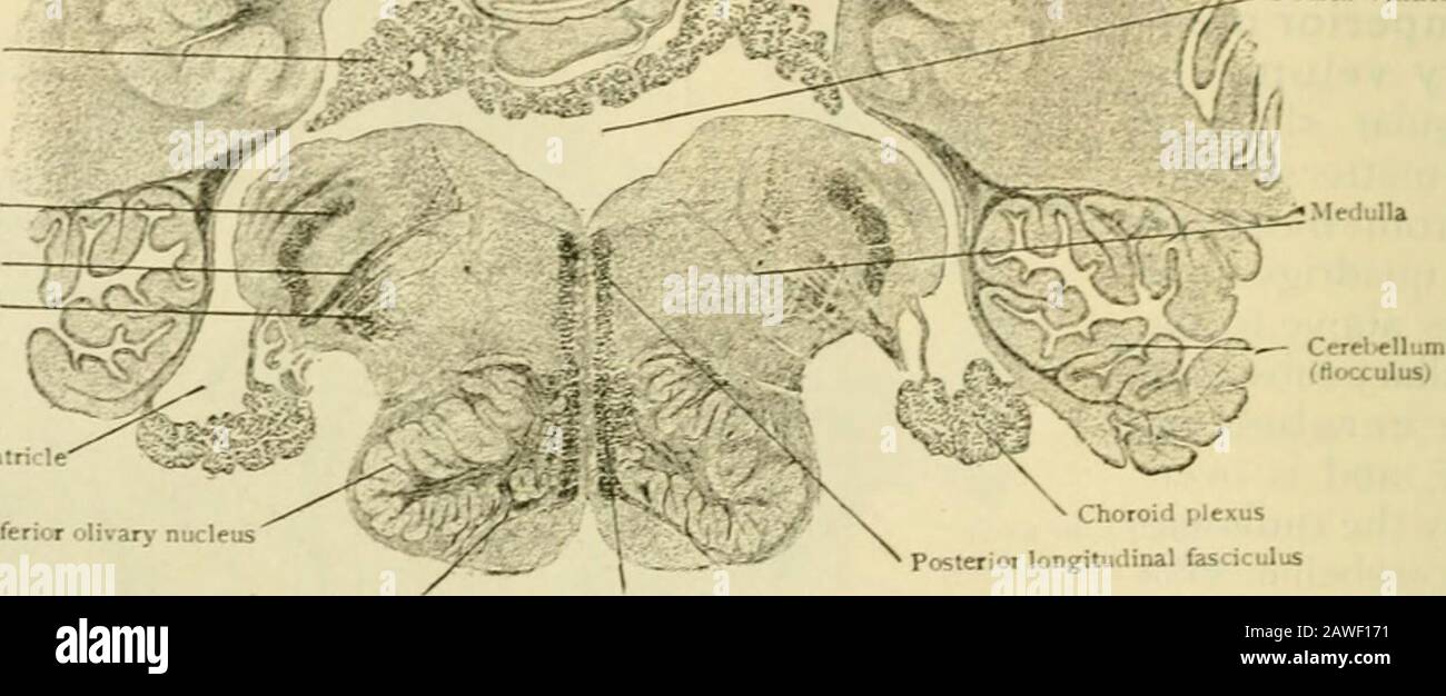 Human anatomy, including structure and development and practical considerations . bellar pedunclesand add materially to the transverse diniensi(jn of the ventricle. After enclosing thelateral recess the taenia leads to the stalk oi the flocculus and the inferior velum. Within the triangular field of the tela chorioidea, the pia mater takes advantageof the attenuation of the ventricular wall to efiect invaginations by which its blood-vessels apparently gain entrance into the ventricle. Such invaginations, known asthe choroid plexus of the fourth ventricle, occur in the ventricular roofon each s Stock Photo