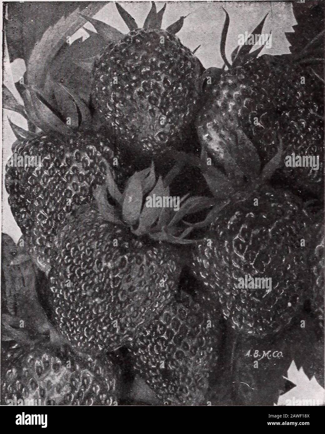 CMHobbs & Sons . rket sort. Eldorado. Vine is vigorous and hardy: ber-ries are very large, black, borne in clusters:ripen well together; sweet, melting and pleas-ing to the taste. Mersereau. Large, oval, sparkling black,sweet, rich and melting, hardy and productive. Snyder. The hardiest blackberry known:fruit medium sized and of a good quality; astandard market variety. Dewberries The Dewberry is a dwarf and trailing formof the Blackberry. The fruit is highly prizedas a market fruit owing to its large size andfine quality. Set the plants two feet apart inthe row and cover in winter with coarse Stock Photo