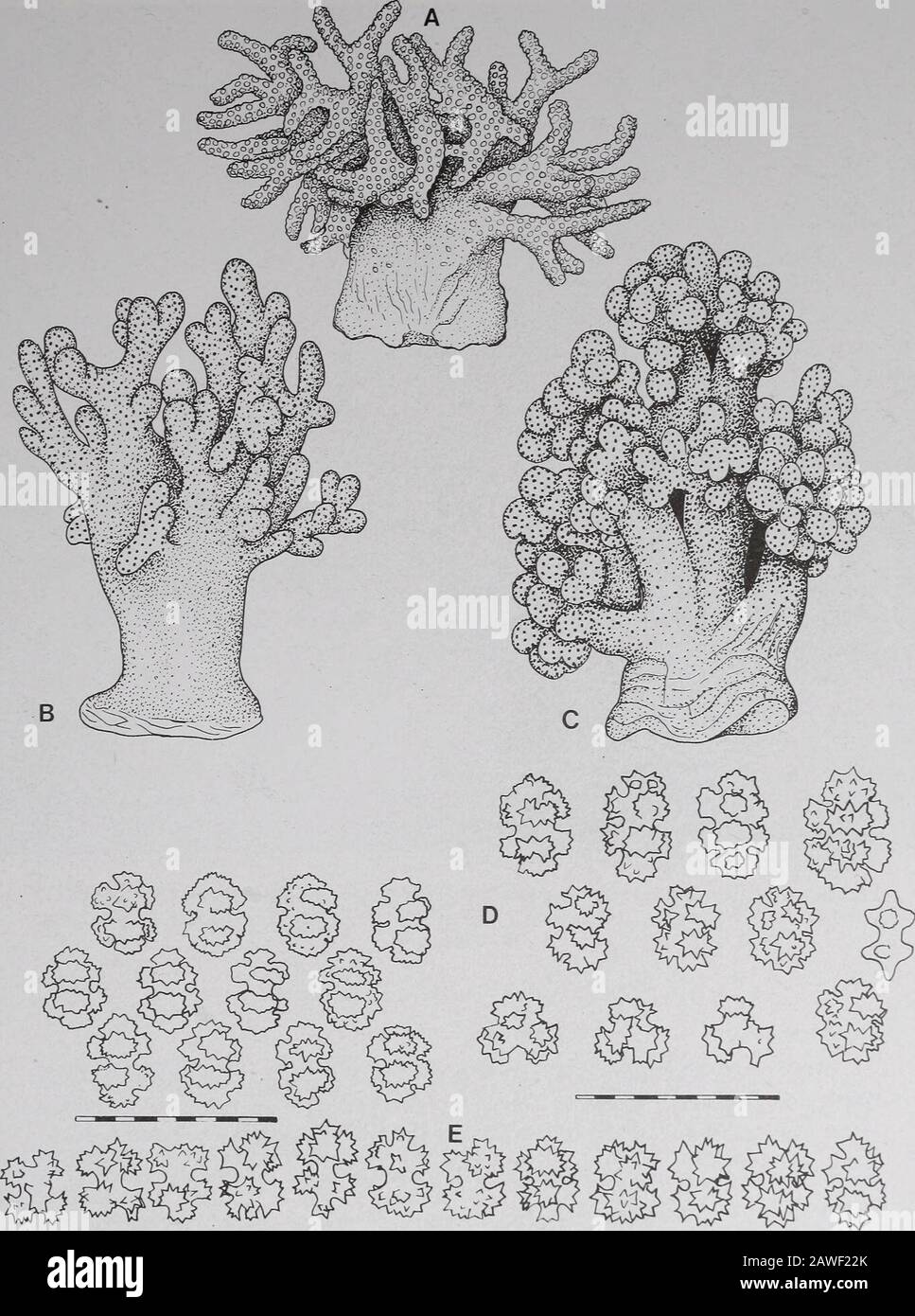 Annals of the South African MuseumAnnale van die Suid-Afrikaanse Museum . ; retracted polypsoften form small rounded protuberances on the surface of the polyparium,expanded polyps mostly 0,5 mm in length and diameter preserved. Polypswithout conspicuous or permanent calyces but may form hemispherical pro-trusions on the surface of the polyparium when retracted. These protuberancesare capable of retraction into the polyparium. Sclerites from surface of lobes arepredominantly compact eight-radiates (capstans), 0,040-0,065 mm in length,with angular or thorny tubercles. A few sclerites are triradi Stock Photo