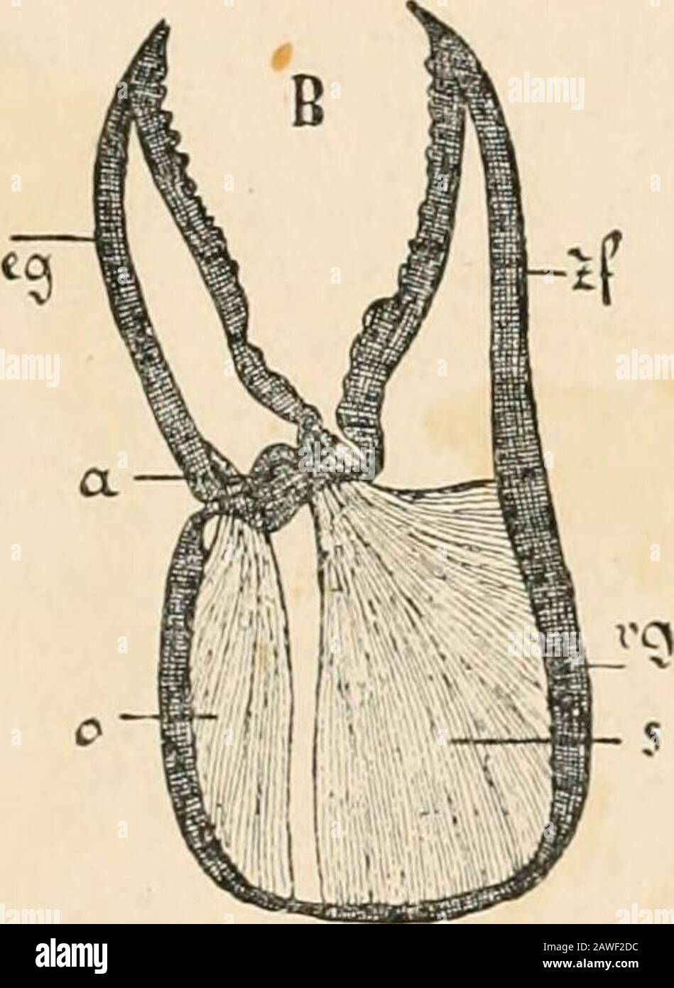 Text Book Of Comparative Anatomy Fig 233 Forceps Of The Large Chelate Foot Of The Cray Fish Diagrammatic A Closed B Open Eg Terminal Joint Vg Last Joint But One With The Pincer Process