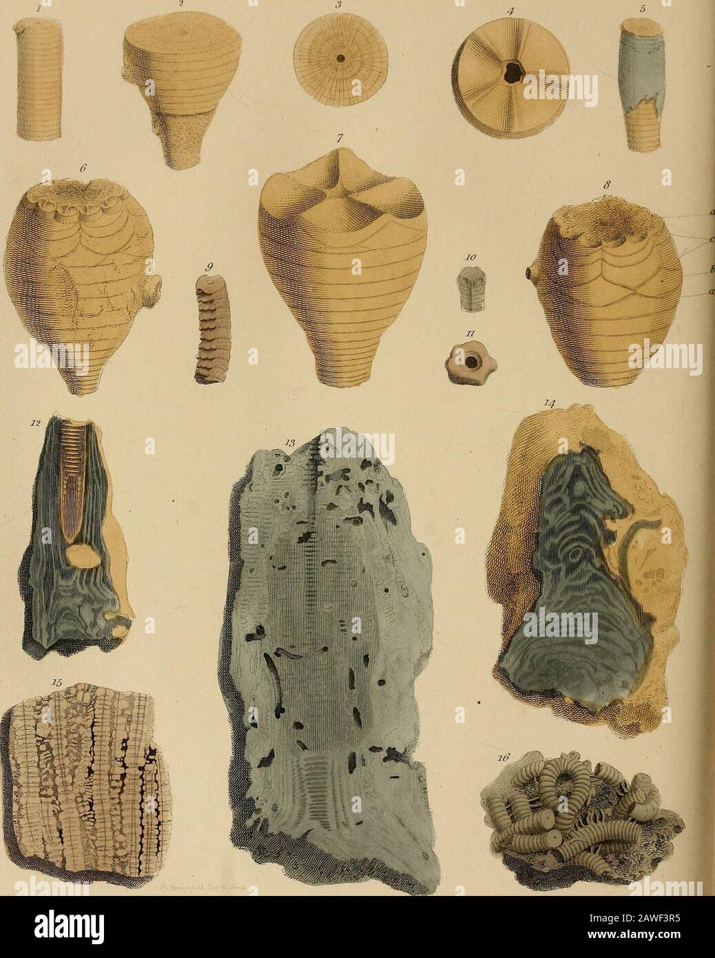 A pictorial atlas of fossil remains, consisting of coloured illustrations selected from Parkinson's 'Organic remains of a former world,' and Artis's 'Antediluvian phytology.' . helimestone strata: they are siliceous casts of the interior cavities of the stems, andsmall branches of ossicula, of Encrinites. Plate XLVII. fig. 10, is a detachedspecimen of this kind. Fig. 7, is described by Mr. Pai-kinson as a piece of marble from Shropshire, in which isdiscovered a part of the pentagonal base of the Turban or Shropshire Encrinite. Fig. 8, is part of the column of the same species. These specimens Stock Photo