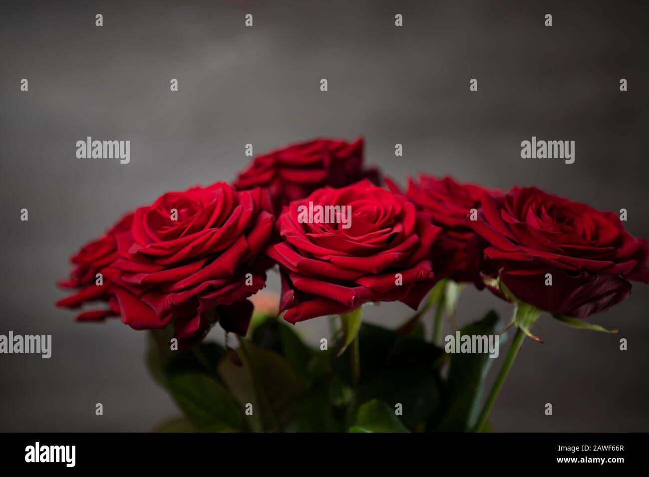 Red roses bunch on the moody background Stock Photo Alamy