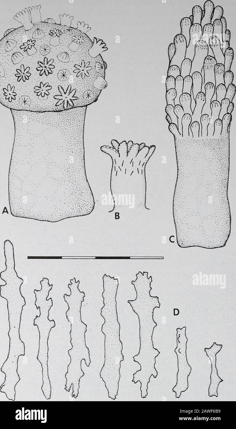 Annals of the South African MuseumAnnale van die Suid-Afrikaanse Museum . Fig. 18. Alcyoniwn moriferum (Tixier-Durivault, 1954). A. Entire colony with anthocodiae retracted into basal portions of polyps; total colony length 15 mm. B. Entire colony with polyps completely retracted into polyparium; total length of colony 20 mm. C. Coenenchymal sclerites; scale bar = 0,1 mm. 288 ANNALS OF THE SOUTH AFRICAN MUSEUM cC&lt; i;-:-:;V-v^V::v..;.;.A^. Fig. 19. Alcyonium mutabiliforme Williams, 1988. A. Entire colony, contracted, preserved, 12 mm in height. B. Single polyp showing placement of sclerit Stock Photo