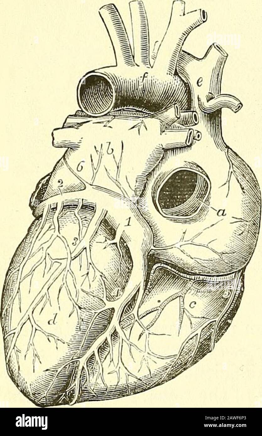 Quain S Elements Of Anatomy R Arch Of The Aorta 1 Coronary