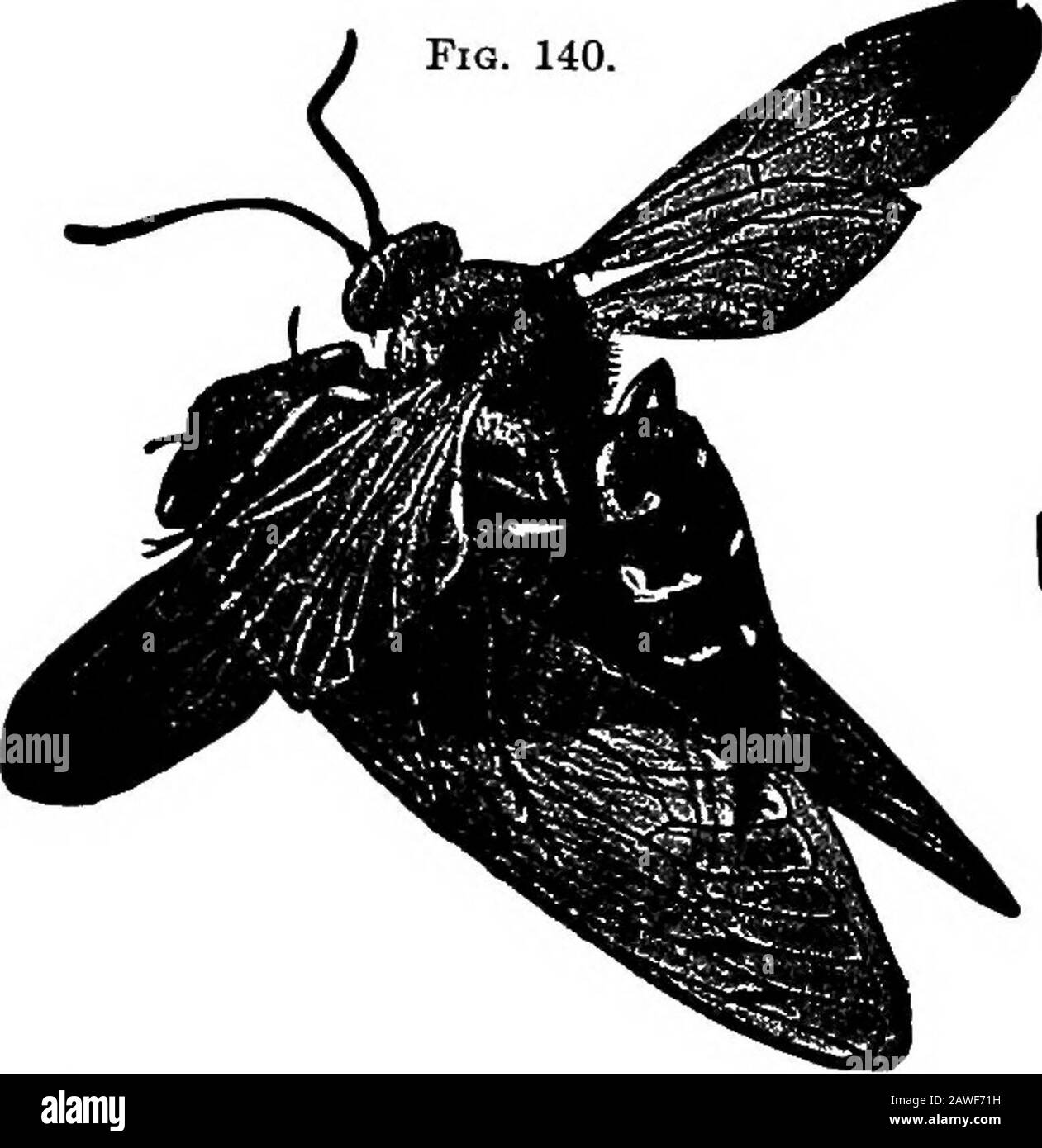 Productive farming . Fig. 139.—15-spotted lady-beetle: a, larva; 6, pupa: d-g, adult varieties. (FromSmiths Insect Friencfs and Enemies.) do harm at one season by eating fruits or grain, but they com-pensate for it at other times by eating insect pests. Themajority of the land birds eat insects at all times; but duringthe nesting season their food is largely composed of insects.Exercise.—Common Birds.—The members of the classshould name and briefly describe the birds that they know.Have the food-habits of these commonest birds reported bysome one. United States Farmers Bulletin 54, SomeCommon Stock Photo