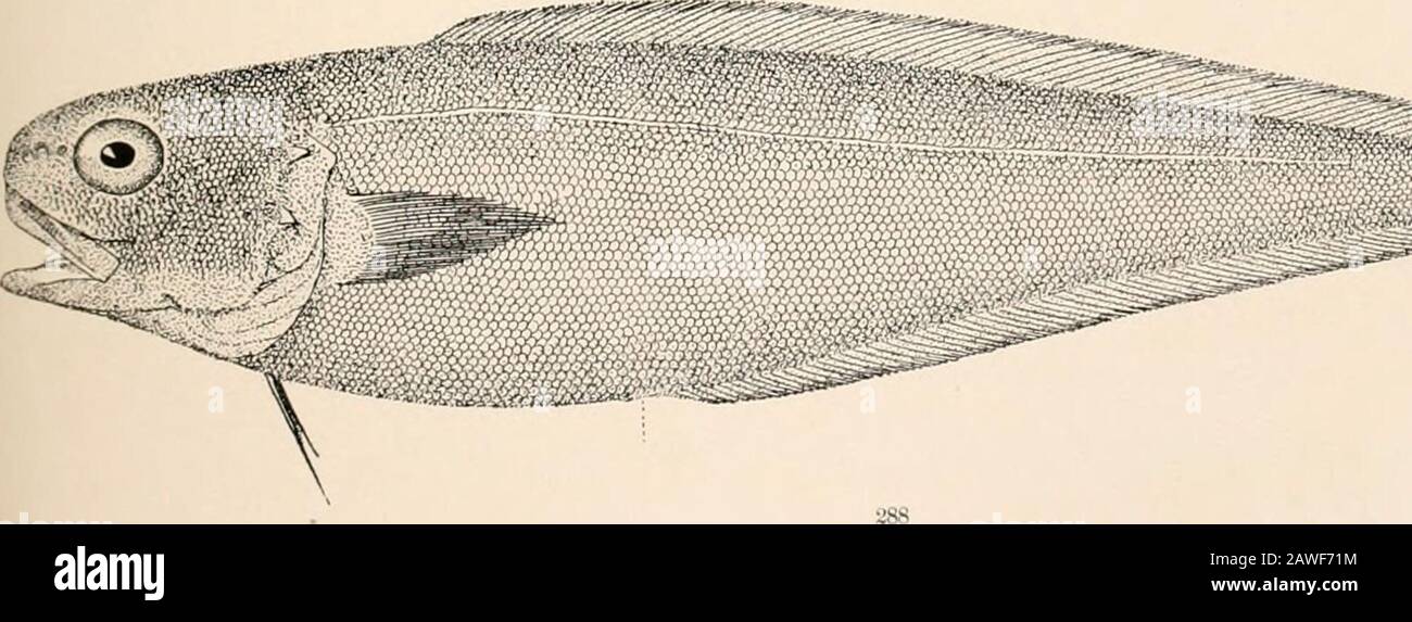 Oceanic ichthyology, a treatise on the deep-sea and pelagic fishes of the world, based chiefly upon the collections made by the steamers Blake, Albatross, and Fish Hawk in the northwestern Atlantic, with an atlas containing 417 figures . 384. MELANOSTIGMA GELATINOSUM. (p. 314.) 285. DlCROMITA A.GASSIZII. (p. 31fl.) 286. Bassozetcs catena, (p. 323.) 287. Bassozetus normalis. [p. 322.) 288. Benthocometes bobustus. (p. 327.) GOODE AND BEAN-OCEANIC ICHTHYOLOGY. PLATE LXXXIII. --?—   Stock Photo