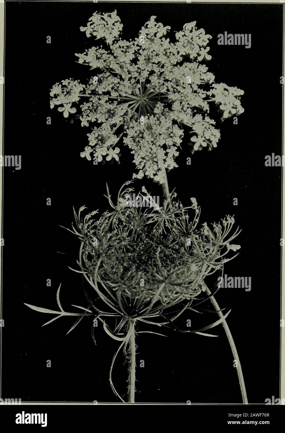 The flower and the bee; plant life and pollination . Fig. 109. Button-Bush. Cephalanthus occidentalisA handsome swamp-shrub with small white flowers in dense spherical heads. Fig. 110. Carrot. Dauciis Carota yicuousness is gained by the aggregation of many small white flowers in a level-topn(flower-clust er. In the lower figure the bird-nest formed by the cluster after it h Conspiiflogone to seed is showa ed THE FLOWER AND THE BEE The largest tree-flowers known belong to the Magnolia.One Southern species has a white flower, with a purple centre,which measures ten inches across. Their effect in Stock Photo