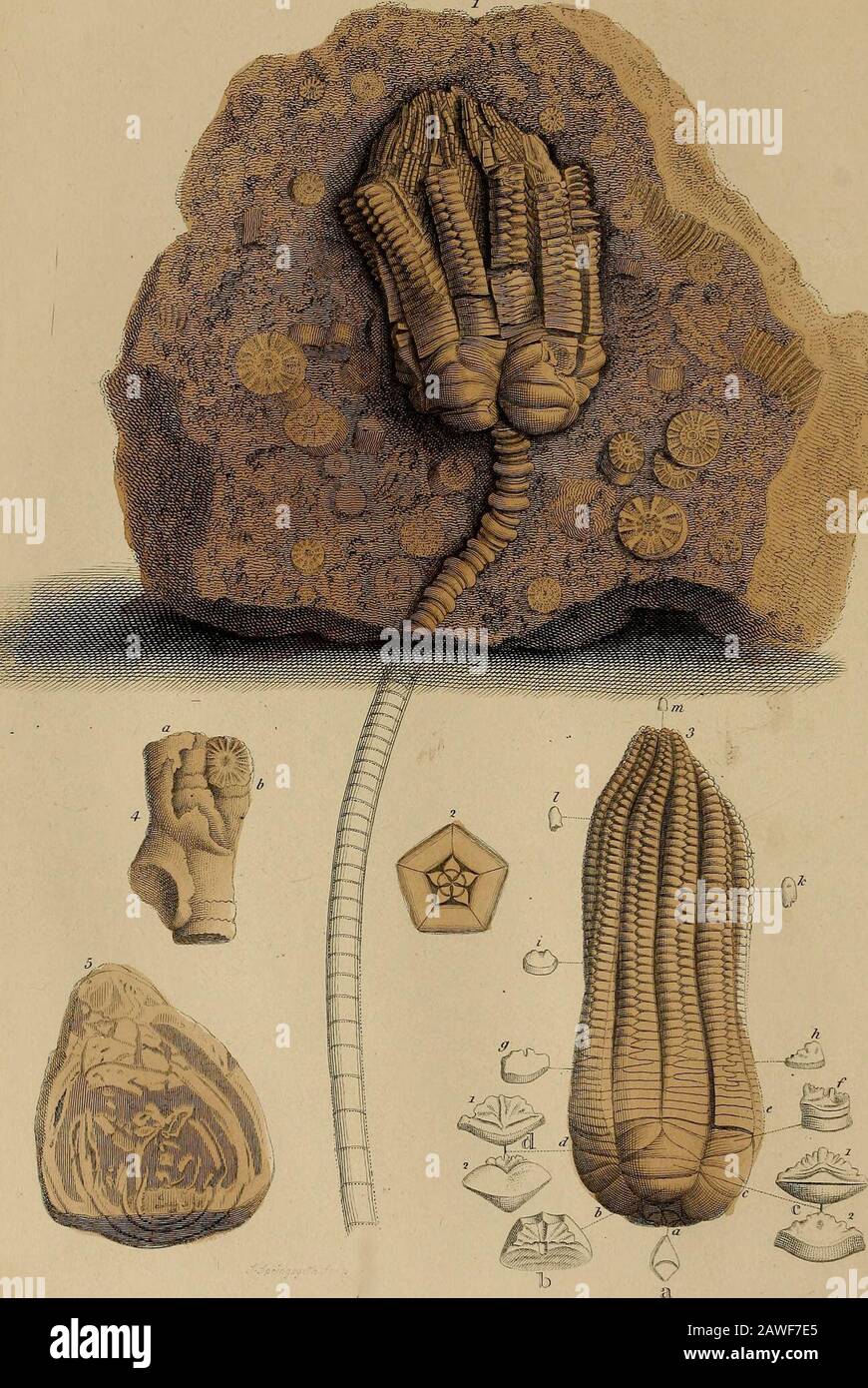 A pictorial atlas of fossil remains, consisting of coloured illustrations selected from Parkinson's 'Organic remains of a former world,' and Artis's 'Antediluvian phytology.' . g destitute of arms ortentacula. Some of the Kentucky limestone beds swarm with the remains of thesezoophytes.^ Fig. 47. Two ossicula of the Lily Encrinite immersed in diluted muriatic acid, by whichthe animal membrane was exposed, and is seen hanging in flocculas from the bottomof the fossil,—Mr. Parkinson. Figs. 57, 64, 66. Part of the stem, and the articulating surfaces of two ossicles of a very elegantpentacrinite { Stock Photo