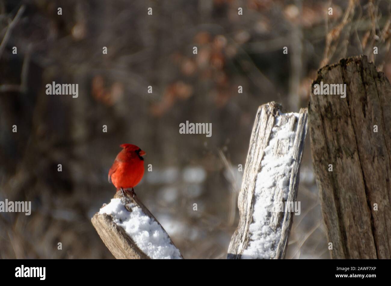 Northern Cardinal (Cardinalis cardinalis) Male Stock Photo