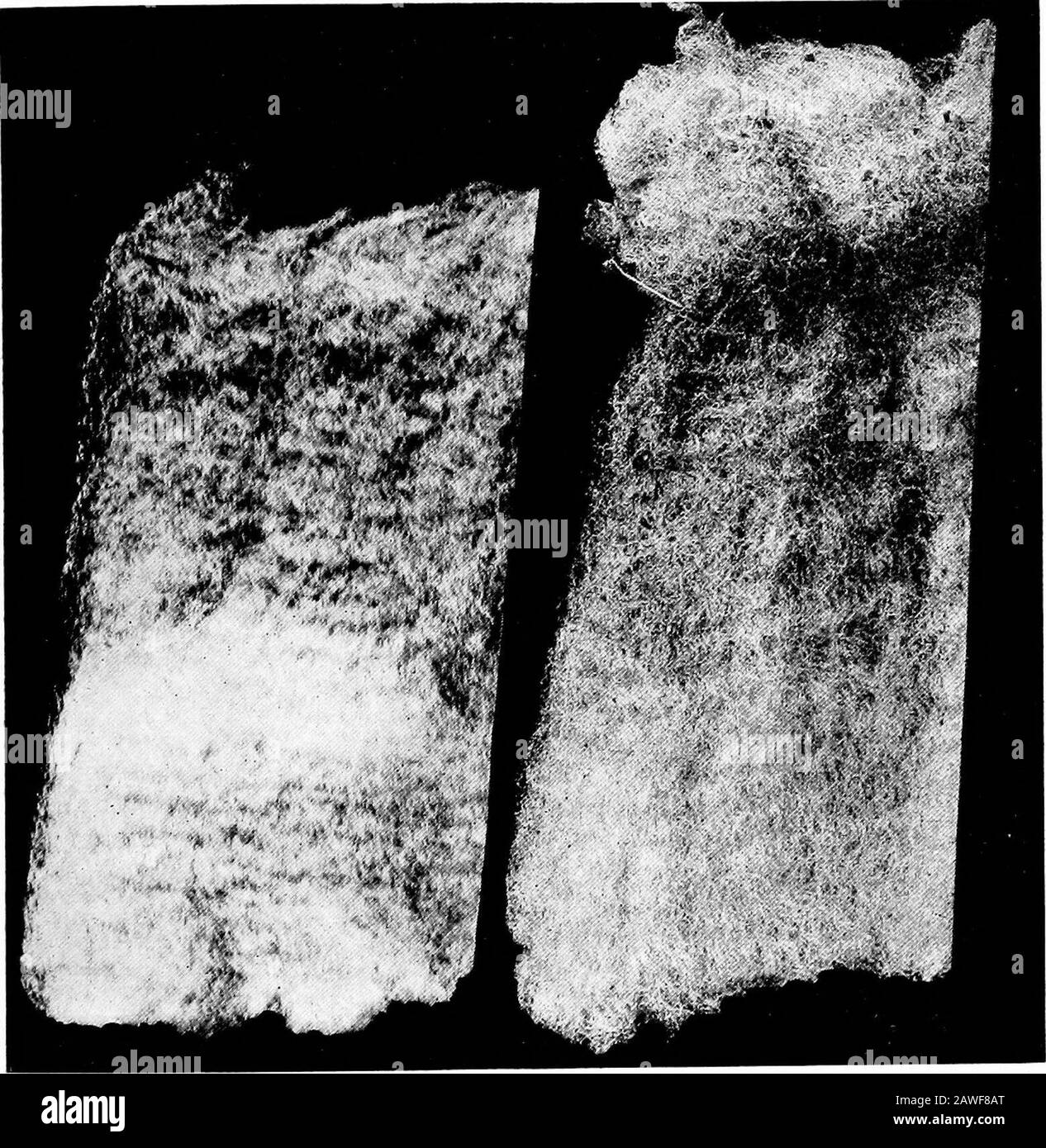 Types and market classes of live stock . thewool will be made. Many of