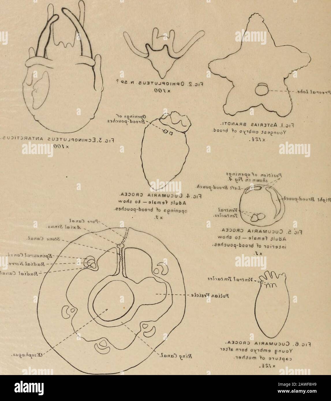 Natural history . Ring Canal IE soph a y FIG.?. CUCUMARIA CROCEA Transverse section throughanterior region of embryoshown in Fig 6 To be bound with plalr. [..irval l-icliiiioderius.Antarctic (Discovery) Exp eu3TUJ90IH=)0 S Oil OOXx .ITQHAH8booid &gt;o o^idms *•*-,« A3000D AlHAMUOllO 3|6nri9&gt; &gt;o A330HO AIRAMUOUD .6m&gt;o n A30000 AIHAMUOUO .3 mod &gt;o. A3DOSO 0 noigsn loiiaJnt.6gi1 nj nworla uniiloil Icvit.1 .,itlq djiv/ bnuod 3d olq/3 ((•I^vo^^ia) aiJoiBinA 0 ^ Stock Photo