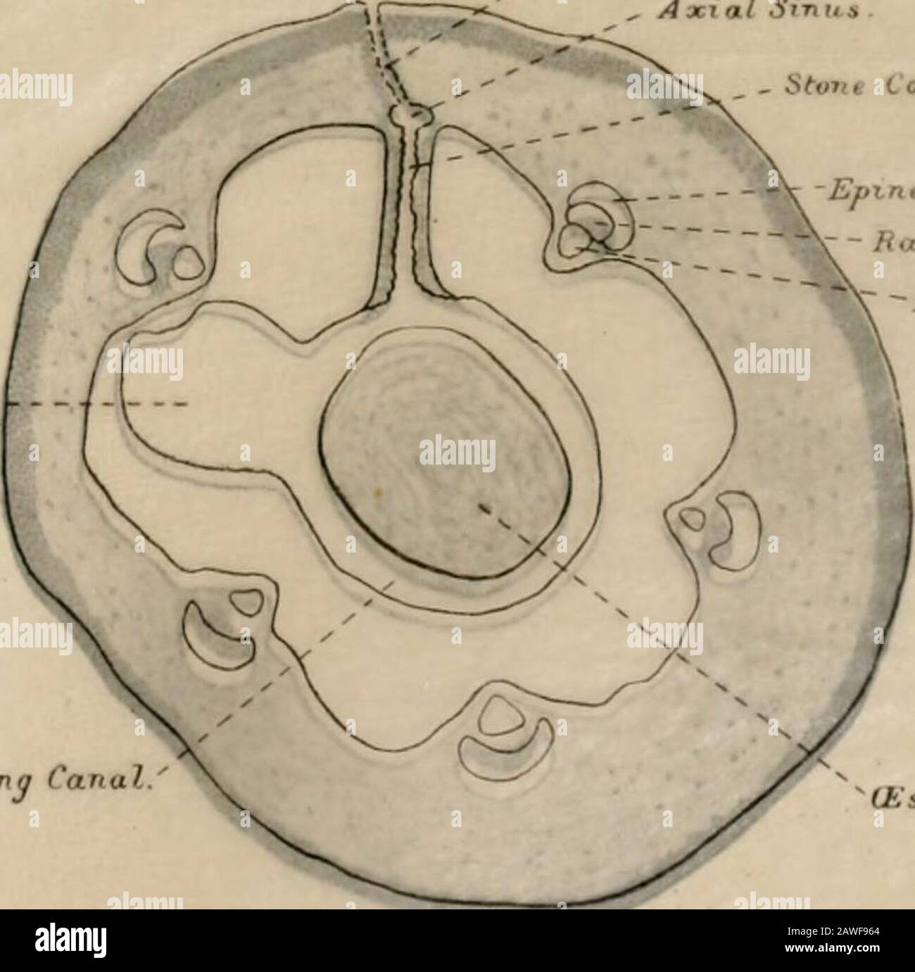 Natural history . Polian. Vesicle - FIG 6. CUCUMARIA CROCEA. Young embryo born aftercapture of motherx IZi.. Ring Canal IE soph a y FIG.?. CUCUMARIA CROCEA Transverse section throughanterior region of embryoshown in Fig 6 To be bound with plalr. [..irval l-icliiiioderius.Antarctic (Discovery) Exp eu3TUJ90IH=)0 S Oil OOXx .ITQHAH8booid &gt;o o^idms *•*-,« A3000D AlHAMUOllO 3|6nri9&gt; &gt;o A330HO AIRAMUOUD .6m&gt;o n A30000 AIHAMUOUO .3 mod &gt;o Stock Photo