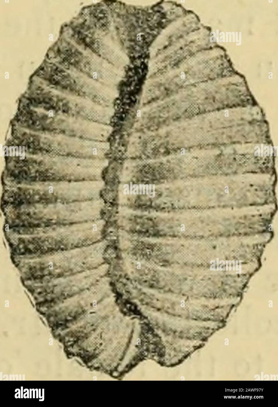 The Annals and magazine of natural history; zoology, botany, and geology . + NT Vt^. Cyprcea Buttoni. But few species are very comparable with this: acutidentata,Gask., may be akin, but the type is lost, and I have neverseen anything but the original insufficient description ; pauci- Ann. & Mag. N. Hist. Ser. 7. Vol vi. 14 210 On a new Species o/ Papilio. lirata, Sowb., possesses a well-defined sulcus, and the ribsseem more acute than are those of Buttoni; candidula, Gask.,is larger and whiter, with more frequent costse ; producta,Gask., as its name implies, is produced at its extremities, and Stock Photo