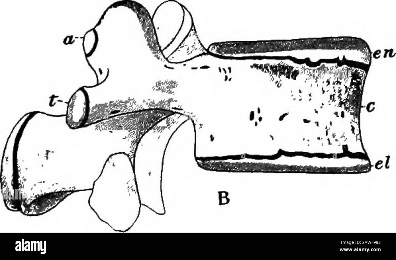 The development of the human body; a manual of human embryology . Fig. 94.—A, A Vertebra at Birth; B, Lumbar Vertebra showingSecondary Centers of Ossification. a, Center for the articular process; c, centrum; el, lower epiphysialplate; en, upper epiphysial plate; na, neural arch; s, center forspinous process; t, center for transverse process.—(Sappey.) process and gradually extends to form the bony lamina,pedicle, and the greater portion of the transverse andspinous processes; a double center (see p. 178) gives riseto the body of the vertebra; and each rib ossifies from asingle center. These v Stock Photo