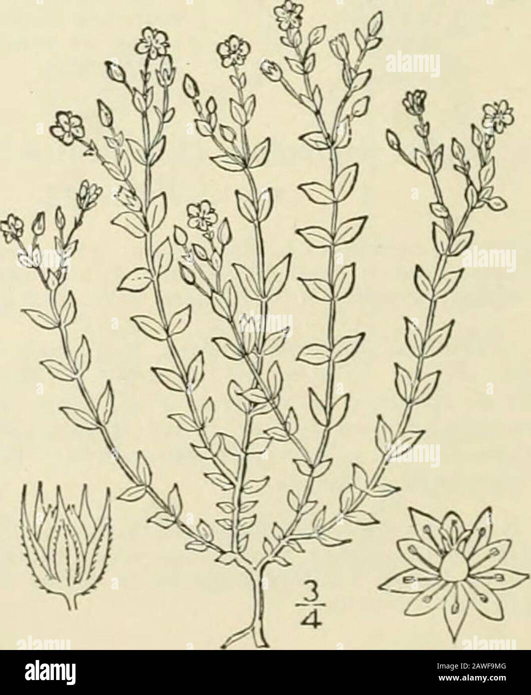 An illustrated flora of the northern United States, Canada and the British possessions : from Newfoundland to the parallel of the southern boundary of Virginia and from the Atlantic Ocean westward to the 102nd meridian; 2nd ed. . not ribbed ; alpine and northern. I. Arenaria serpyllifolia L. Thyme-leaved.Sandwort. Fig. 1777. Arenaria serpyllifolia L. Sp. PI. 423. 1753. .Vnnual, slender, slightly downy-pubescent,widely branched and diffuse, 2-8 high. Leavesovate, 2-4 long, iJ-2 wide, acute; pedi-cels slender, 2-6 long; bracts ovate, resem-bling the leaves; flowers 2 broad or less, verynumerous Stock Photo