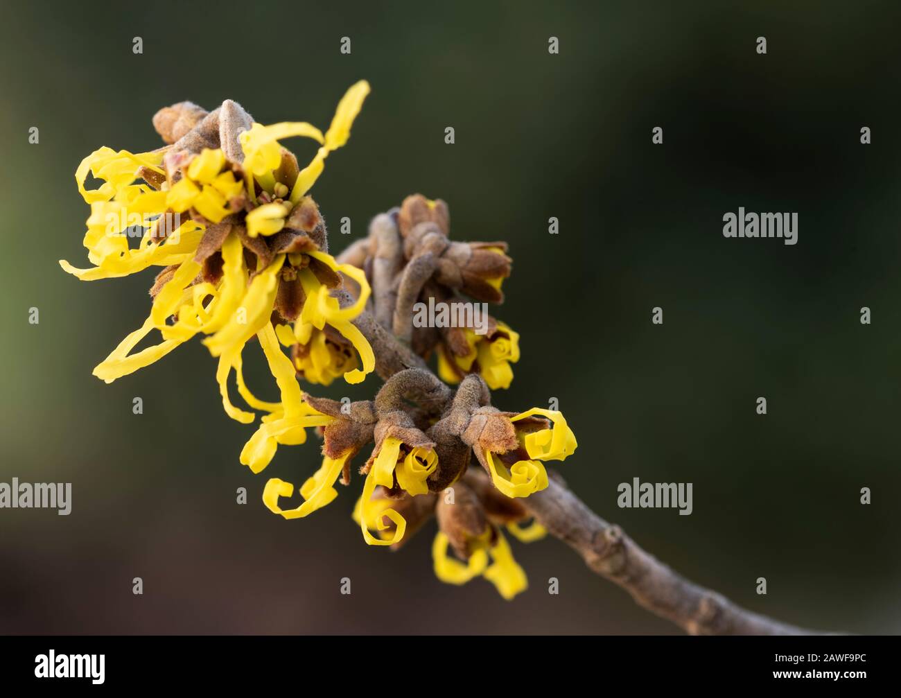 Hamamelis flower hi-res stock photography and images - Alamy