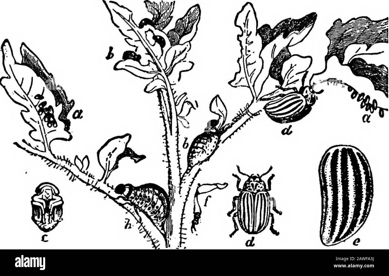 Productive farming . r materials may be used to destroy the insects. It isalso well to practise rotation of crops, and to plow the fieldsin fall in places where the chinch bugs are abundant. Potato Beetles.—The Colorado, or ten-lined, potatobeetle is known well by all who raise potatoes (Fig. 131).It passes the winter in the pupa stage, and the adult, appear-ing in spring, lays clusters of yellow eggs on the under sideof potato leaves early in the season. These hatch into small,soft, red grubs which eat the leaves. The best remedies 214 PRODUCTIVE FARMING are sprays of poison on the growing cr Stock Photo