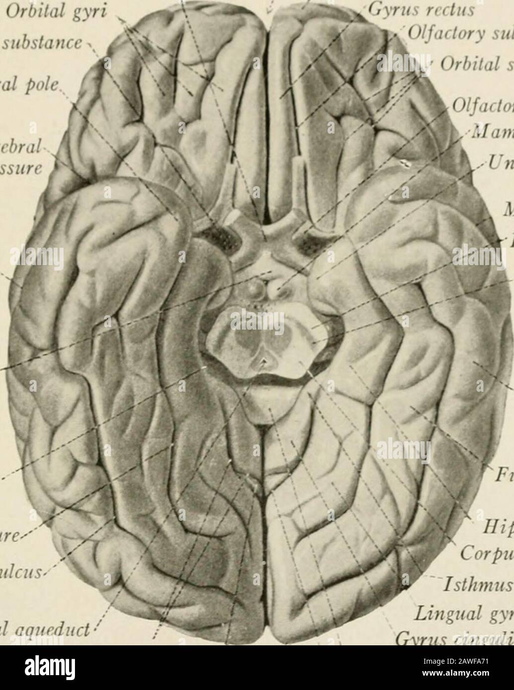 The anatomy of the nervous system, from the standpoint of development and function . urfacesof the cerebral hemisphere to the frontal, parietal, occipital, and temporallobes, as indicated in Fig. 171. According to this scheme the gyrus fornicatus 1111 EXTERNAL CONFIGURATION OP I III CEREBRAL II I. MI-Ill I 241 stand- by it-di ami i- sometimes designated a- tin- limbic lobe. This plan ofsubdivision, which was based n the erroneous belief that all portions of thegyrus fornicatus belonged t the rhinencephalon, should In- abandoned. Asimpler ami more logical arrangement assigns the hippocampal gyr Stock Photo