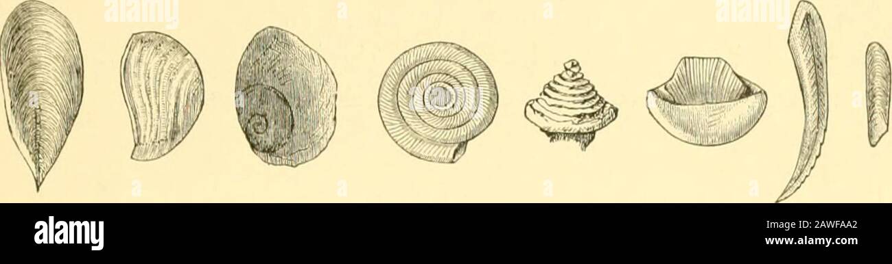 The Cambridge natural history . conically spiral, in some Turho (e.g. Sarmati-ciis) it is covered with raised tubercles reseml)ling coral, while inothers (e.g. Callopoma) it is scored with a deep trench. Aalo-2wma, a land genus peculiar to Ceylon, has a paucispiral oper-culum with hollow whorls, deceptively like a PlanorUs; it fitsover the aperture instead of into it. In Livona and mostTrochidae the operculum is cartilaginous and multispiral. InStromhus it is narrow, curved, and often serrated like a leafon one of the edges; in Conus it is narrowly oblong and ratherfeatureless; in Littorina, p Stock Photo
