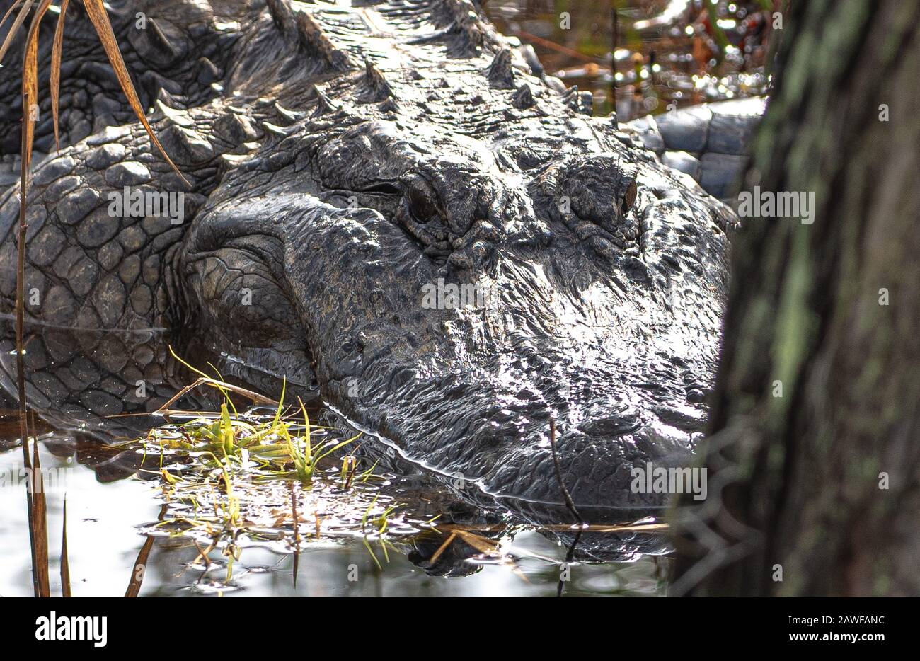 Alligators in the Stephen C Foster State Park in the Okefenokee Swamp Stock Photo Alamy