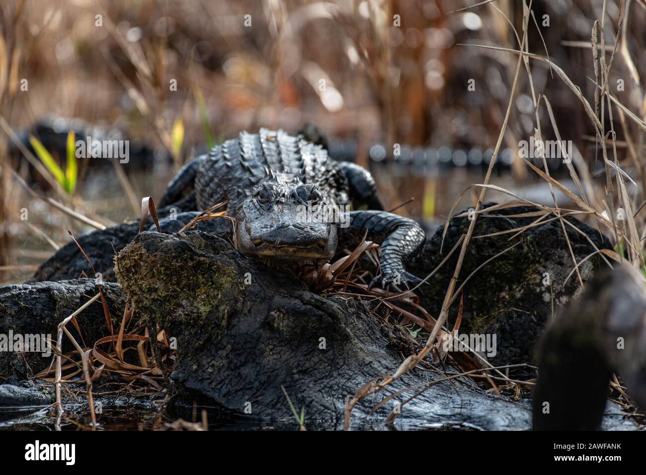 Alligators in the Stephen C Foster State Park in the Okefenokee Swamp Stock Photo Alamy